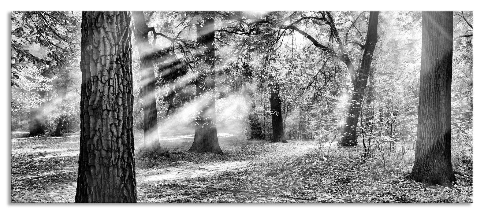 Pixxprint Sonnenstrahlen im Wald, Glasbild Panorama