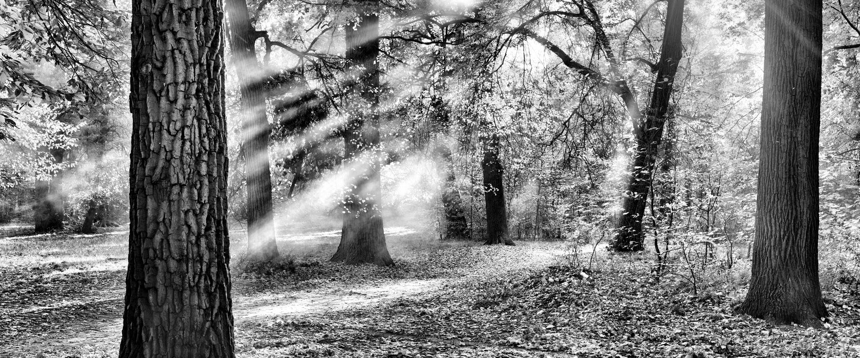 Sonnenstrahlen im Wald, Glasbild Panorama