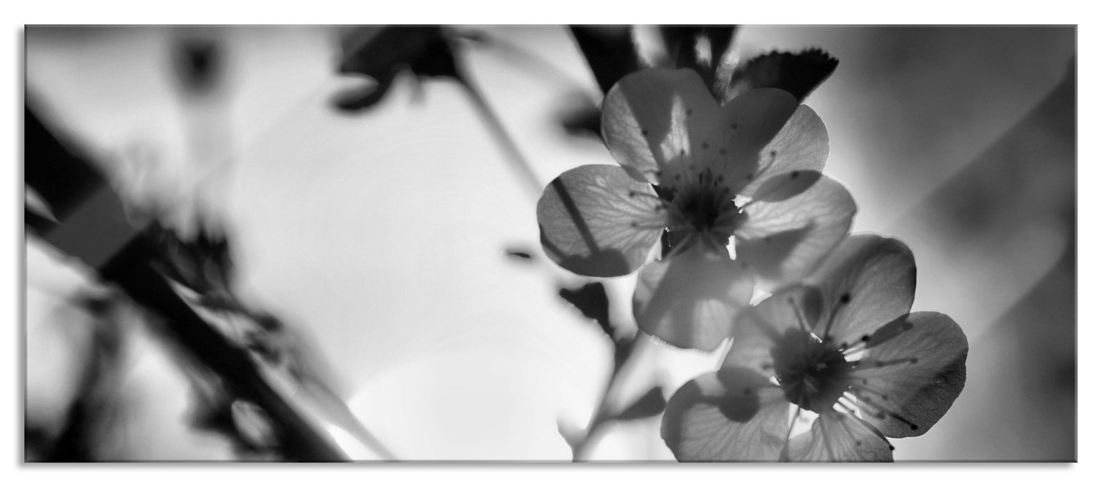 Pixxprint Blüten am Baum, Glasbild Panorama