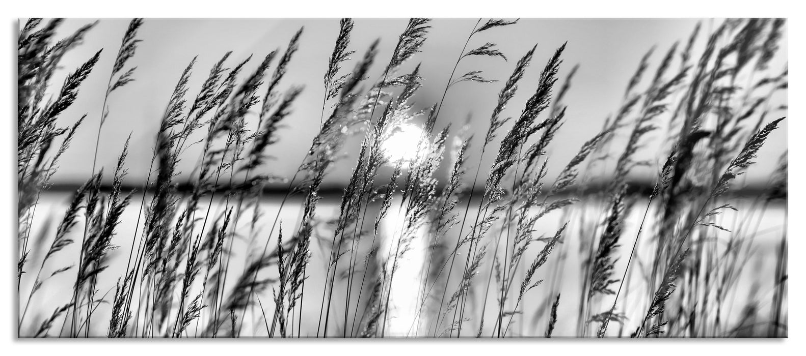 Pixxprint Sonne zwischen Gräsern, Glasbild Panorama