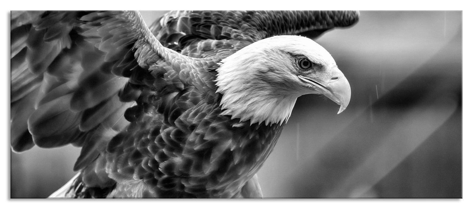 Pixxprint Adler, Glasbild Panorama