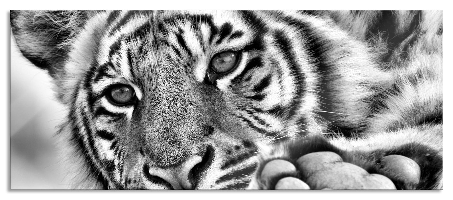 Pixxprint Tiger, Glasbild Panorama