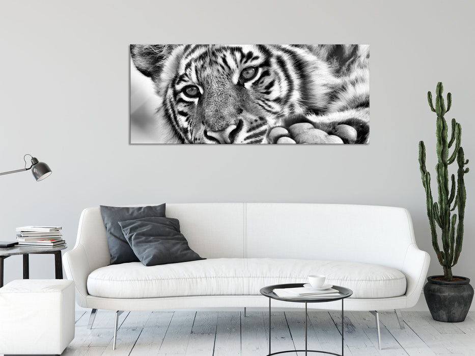 Tiger, Glasbild Panorama