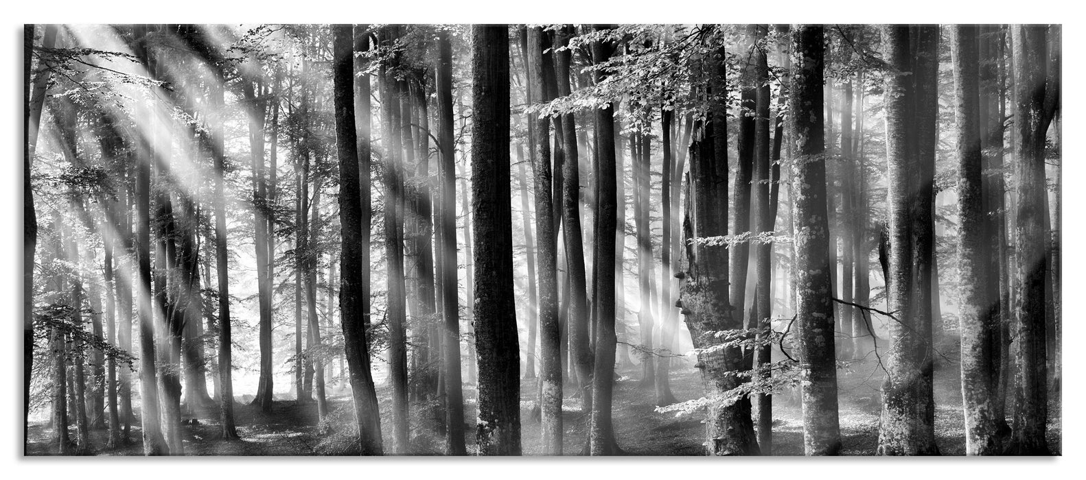 Bäume im Licht, Glasbild Panorama