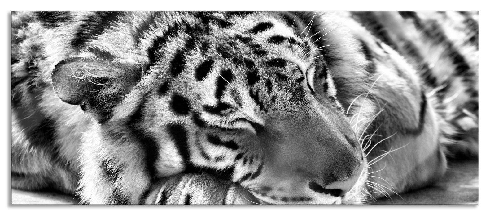 Pixxprint Verschlafener Tiger, Glasbild Panorama