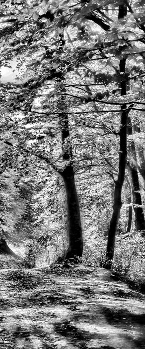 Wald im Herbst, Glasbild Panorama