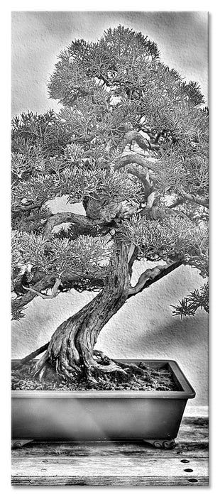 Pixxprint Bonsai Baum, Glasbild Panorama