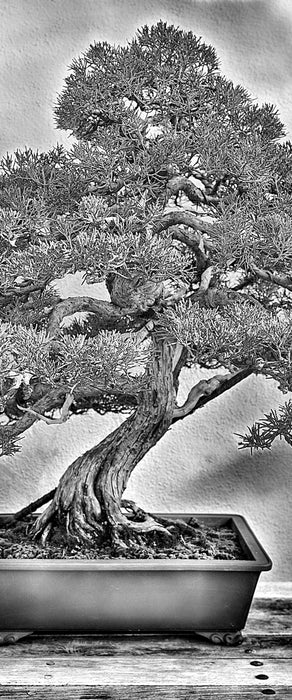 Bonsai Baum, Glasbild Panorama