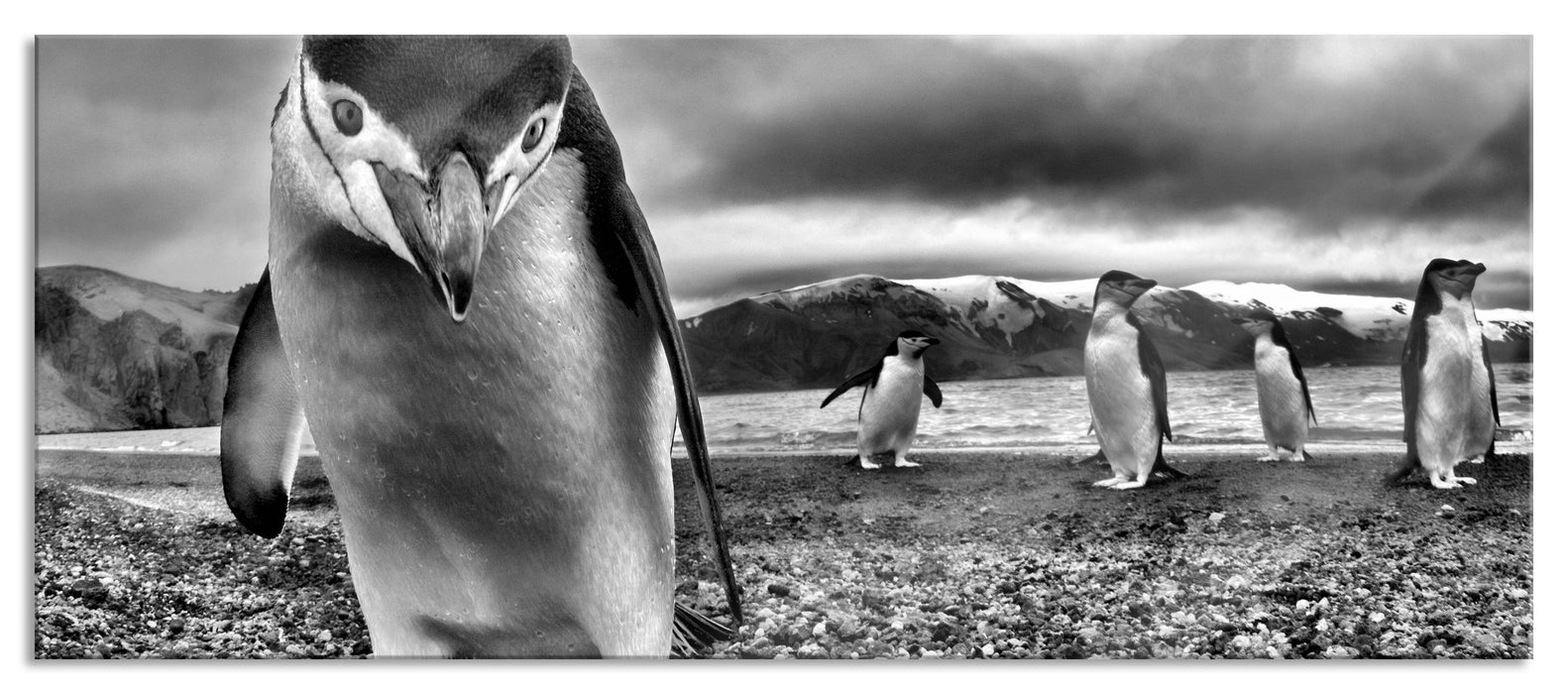 Pixxprint Lustige Pinguine, Glasbild Panorama