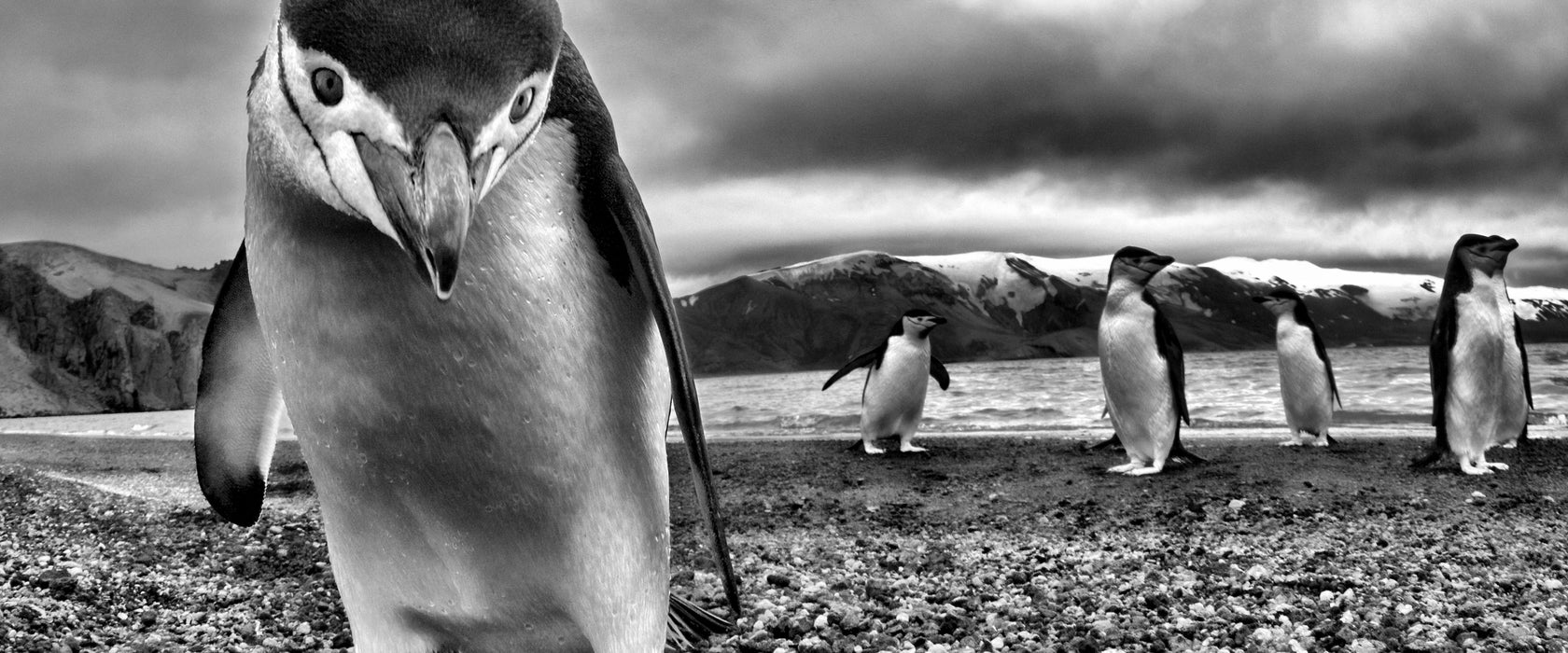 Lustige Pinguine, Glasbild Panorama