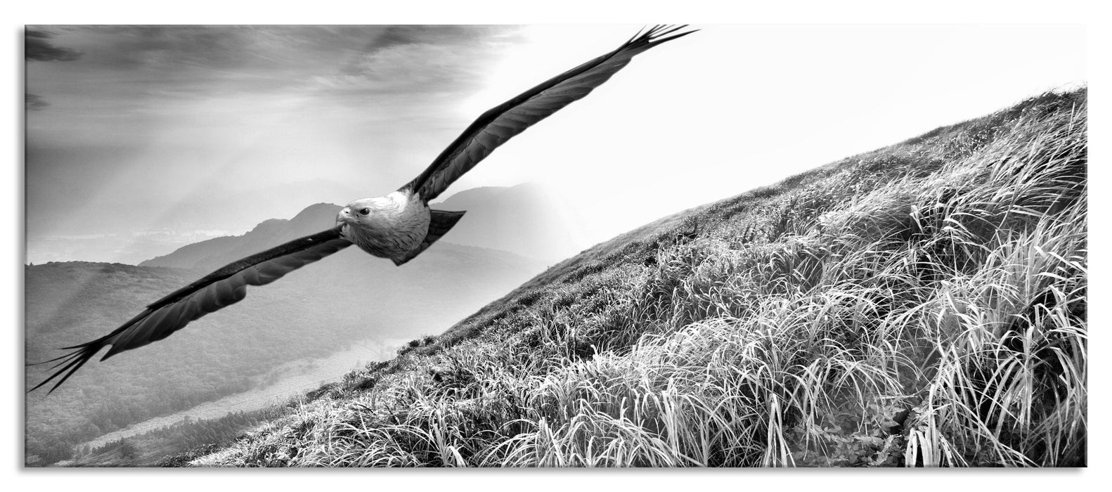 Pixxprint Majestätischer Weißkopfseeadler, Glasbild Panorama