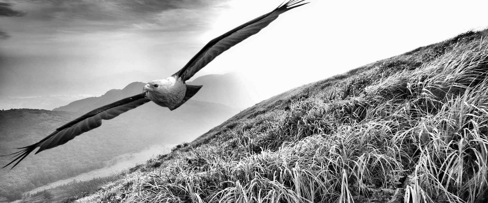 Majestätischer Weißkopfseeadler, Glasbild Panorama