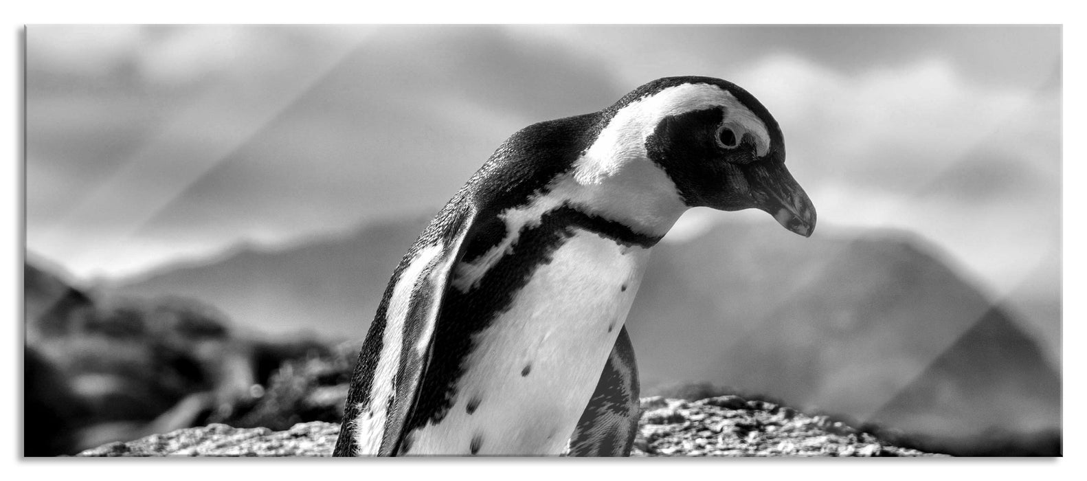 Pixxprint Afrikanischer Pinguin beobachtet, Glasbild Panorama