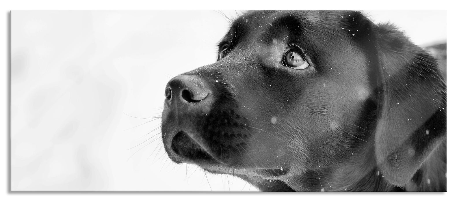 Pixxprint Schwarzer Labrador im Schnee, Glasbild Panorama