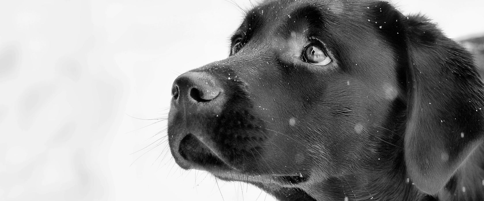 Schwarzer Labrador im Schnee, Glasbild Panorama