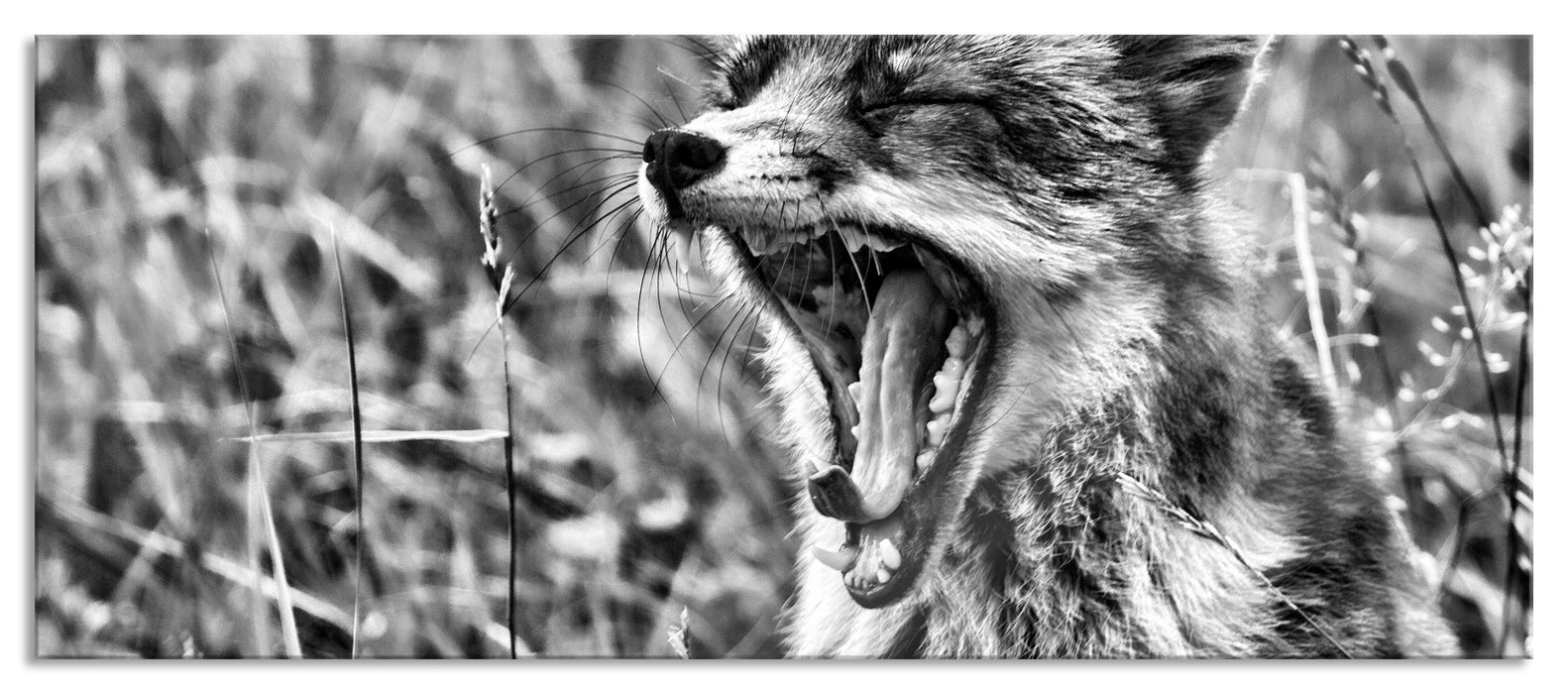 Pixxprint müder Fuchs auf Wildwiese, Glasbild Panorama