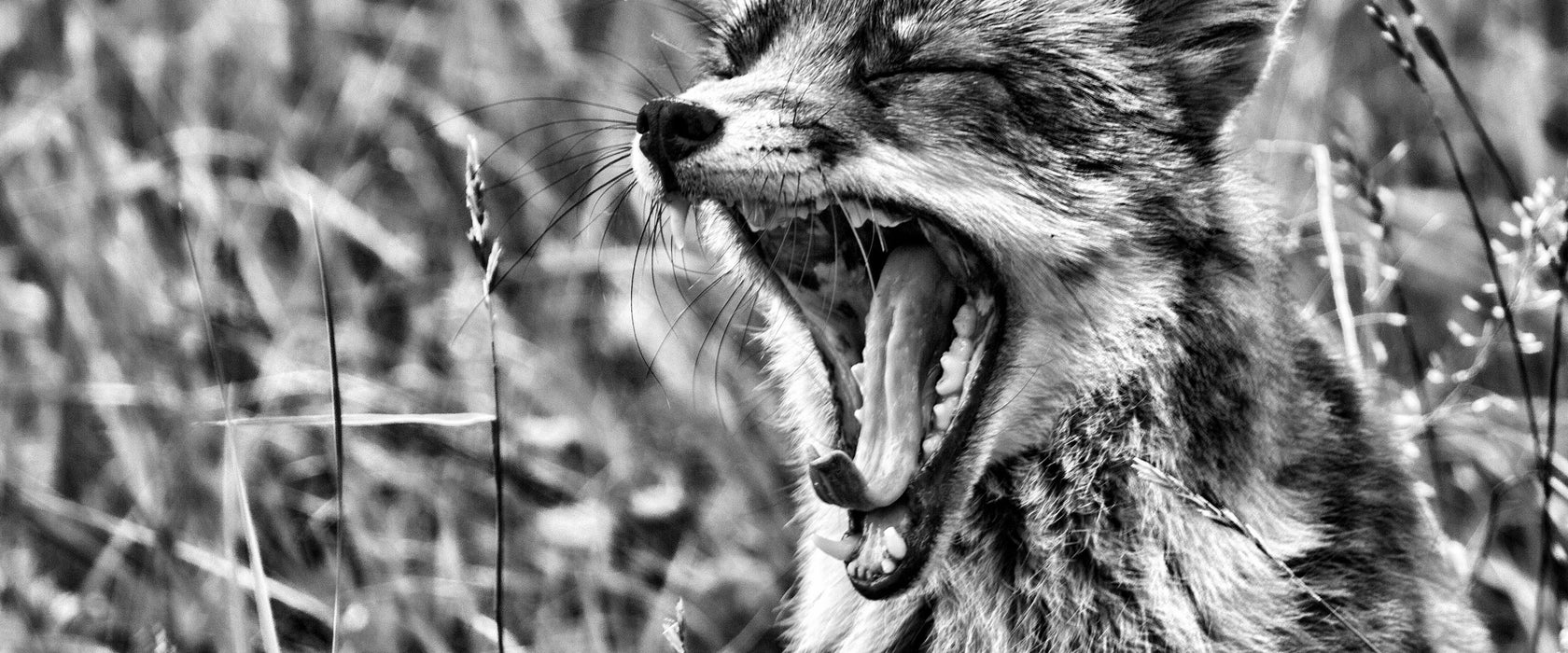 müder Fuchs auf Wildwiese, Glasbild Panorama