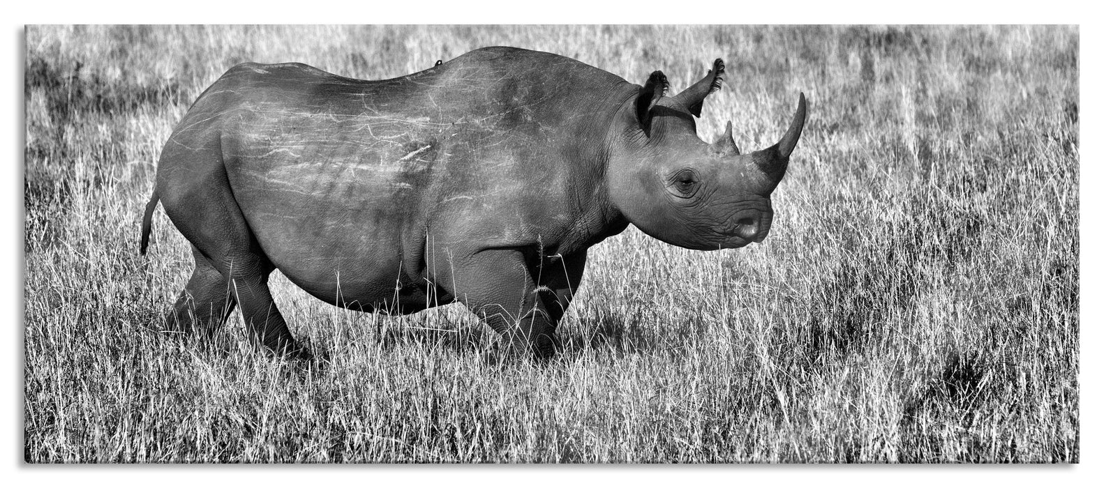 Pixxprint großes Nashorn mit Zebrahorde, Glasbild Panorama