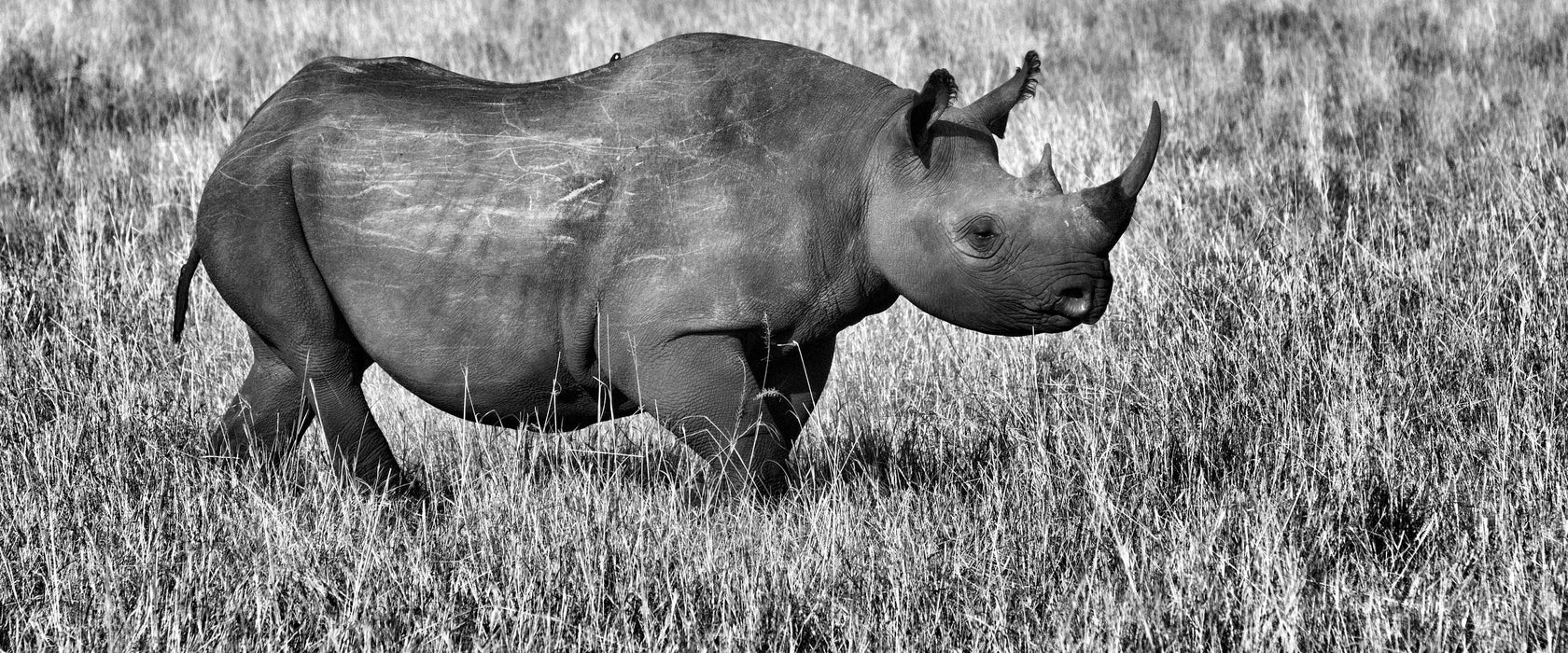 großes Nashorn mit Zebrahorde, Glasbild Panorama