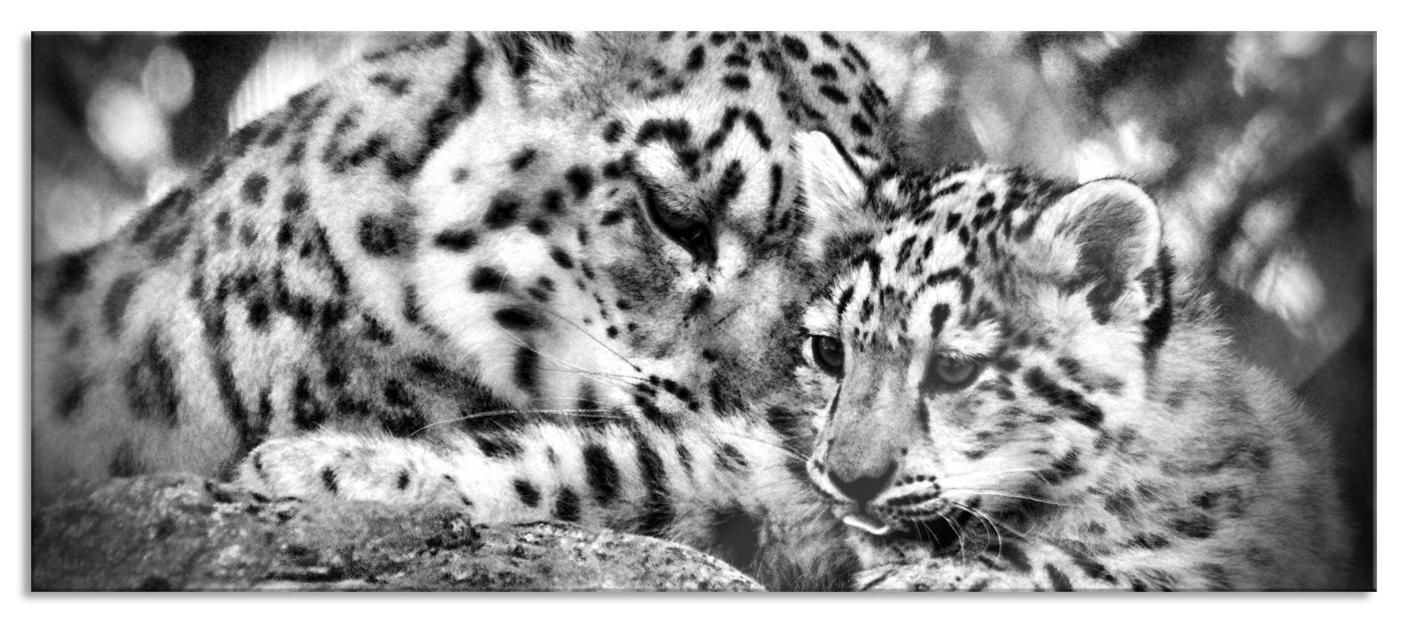 Pixxprint Leopard mit Jungtier, Glasbild Panorama