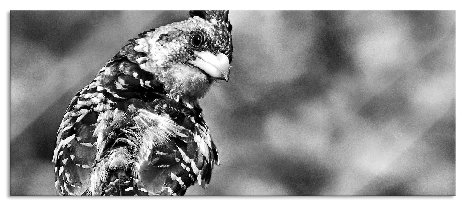 Pixxprint schöner Hauben-Bartvogel, Glasbild Panorama