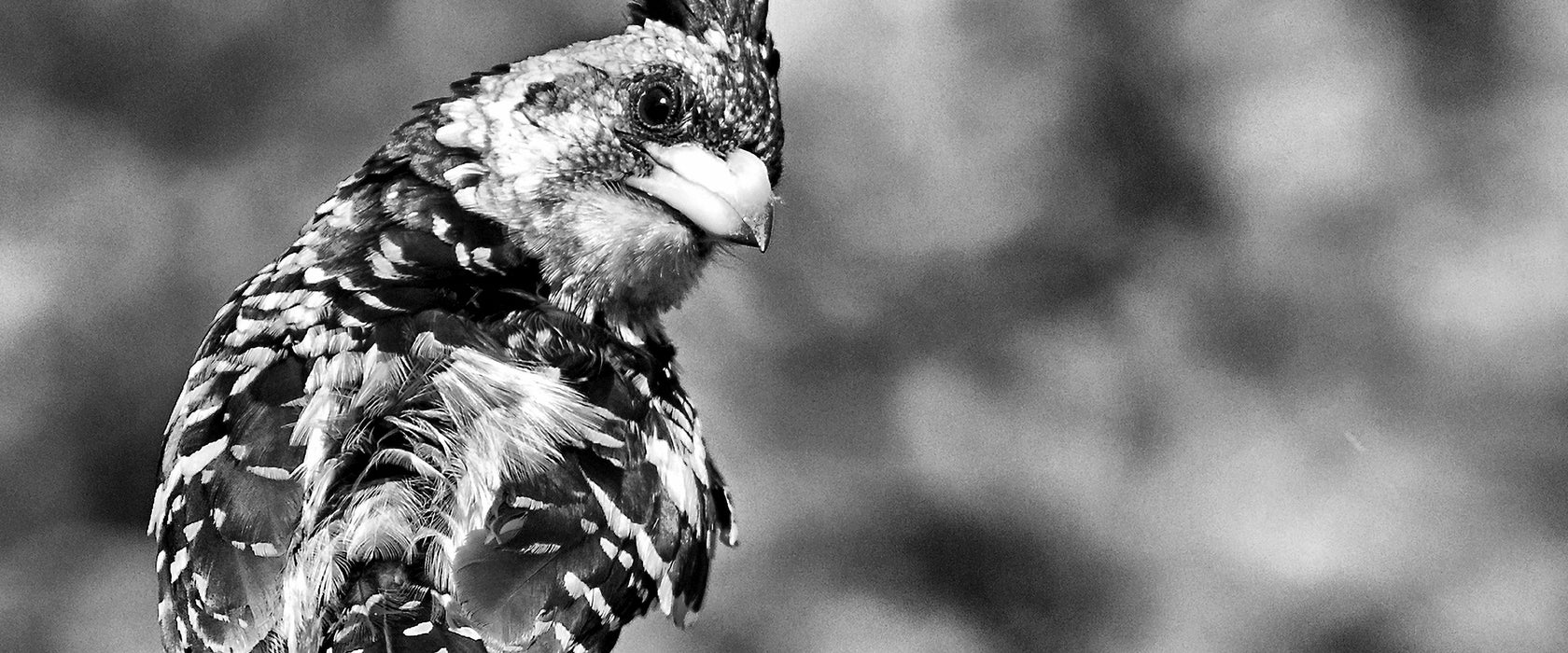 schöner Hauben-Bartvogel, Glasbild Panorama