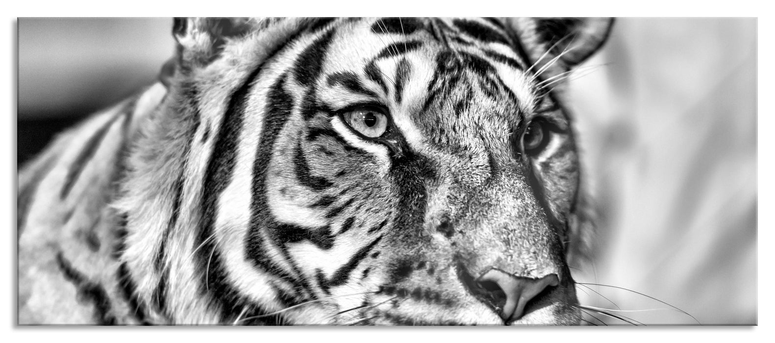 Pixxprint schöner Tiger, Glasbild Panorama