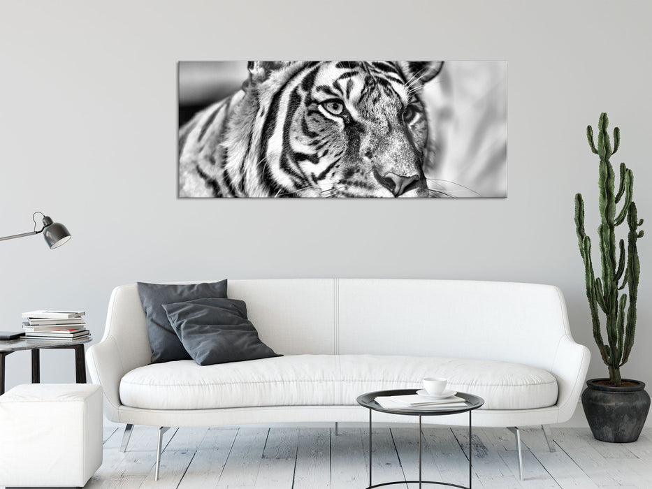 schöner Tiger, Glasbild Panorama