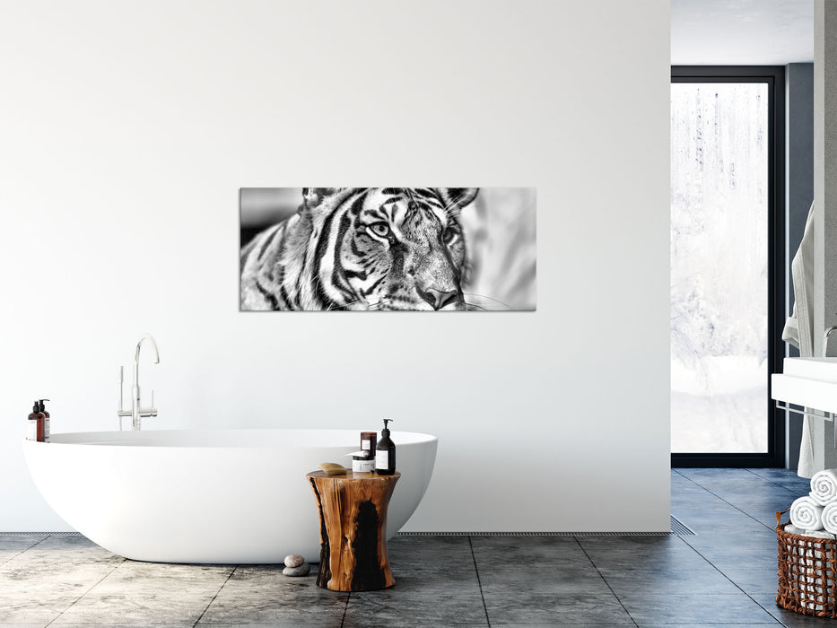 schöner Tiger, Glasbild Panorama