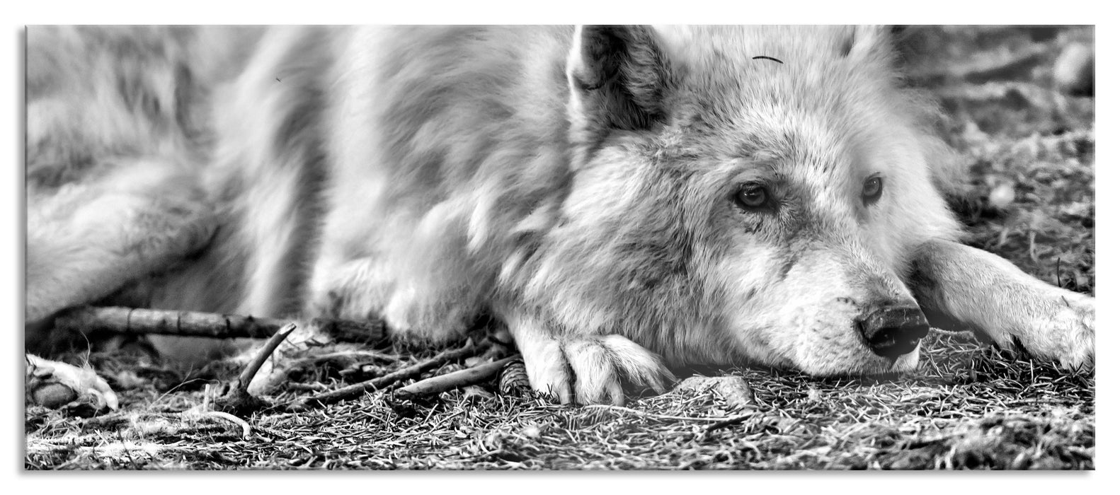 Pixxprint ruhender Polarwolf, Glasbild Panorama