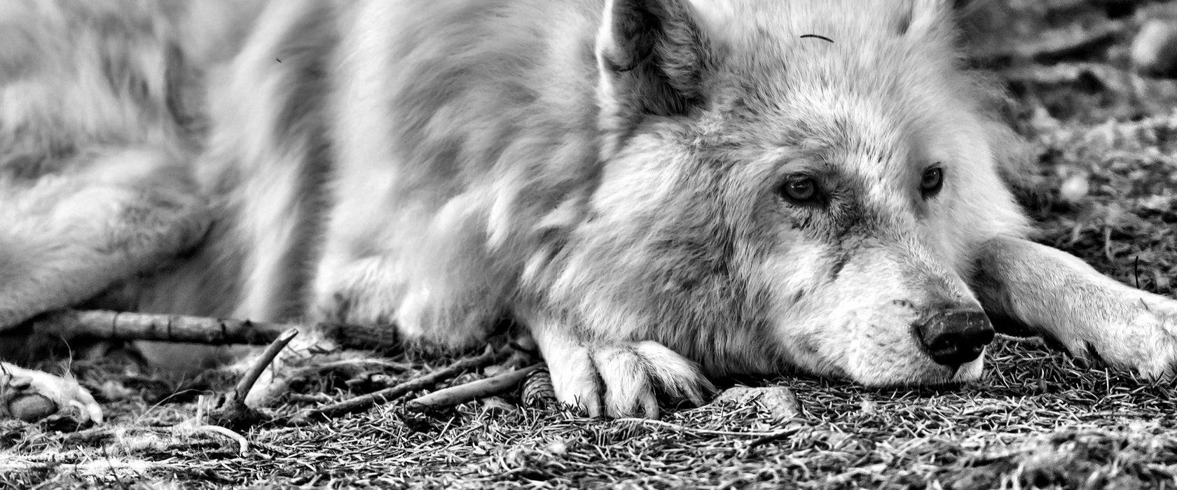 ruhender Polarwolf, Glasbild Panorama