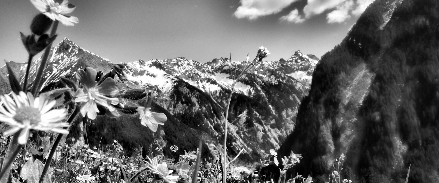 Wunderschöne Blumen Alpenwiese, Glasbild Panorama