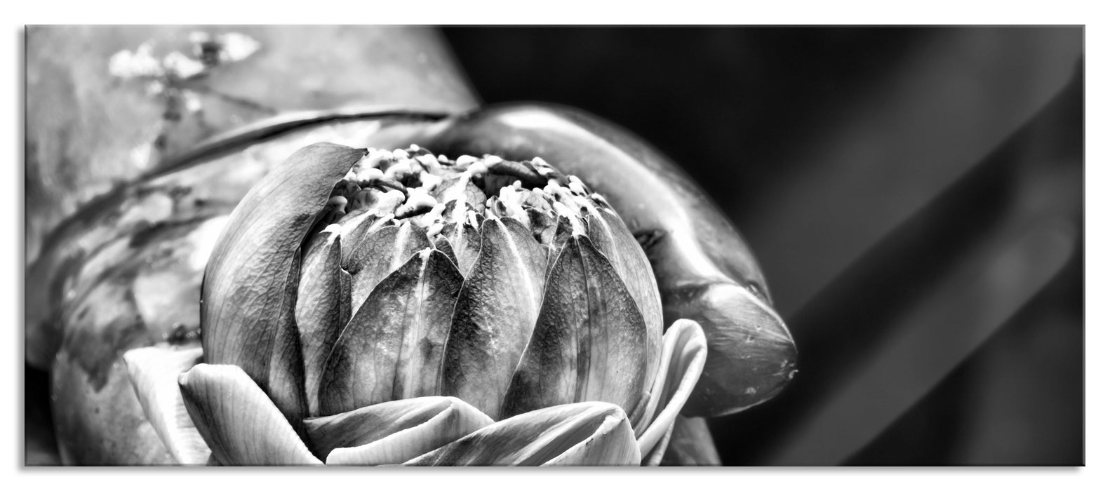 Lotus auf der Hand eines Buddhas, Glasbild Panorama