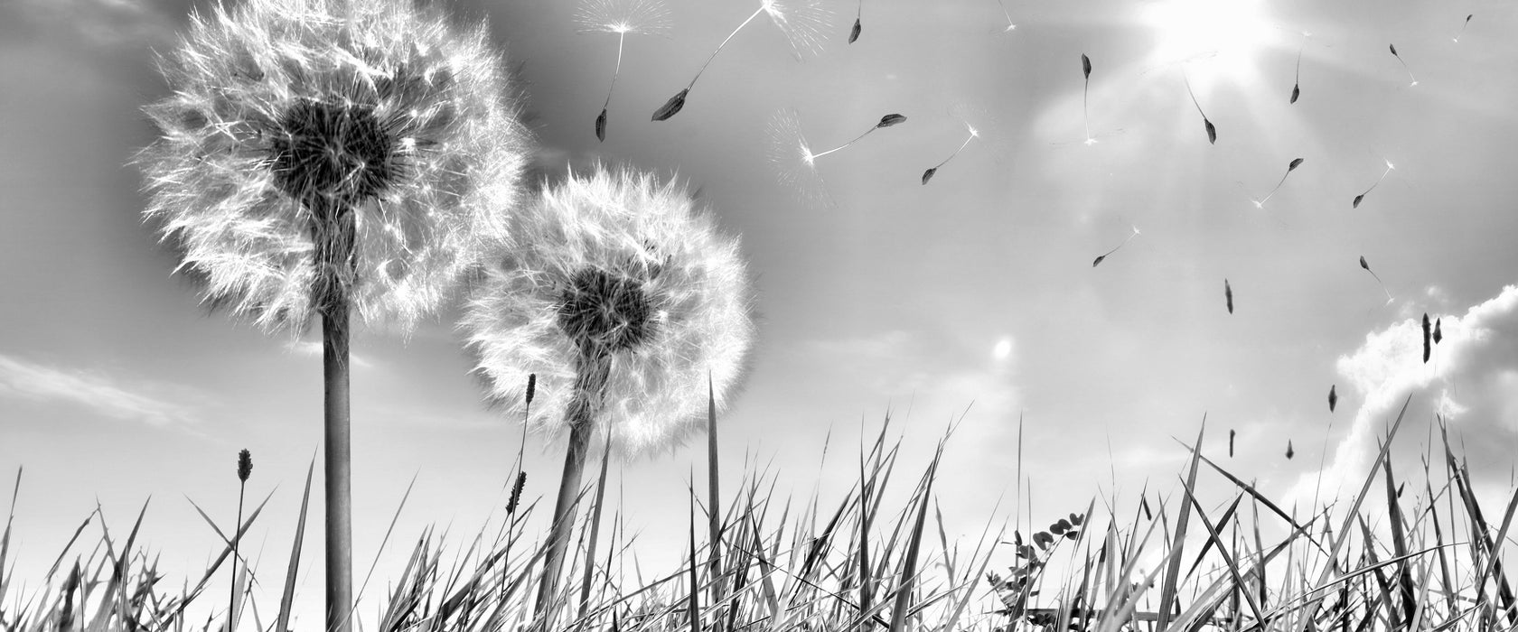 Pusteblumen auf Frühlingswiese, Glasbild Panorama