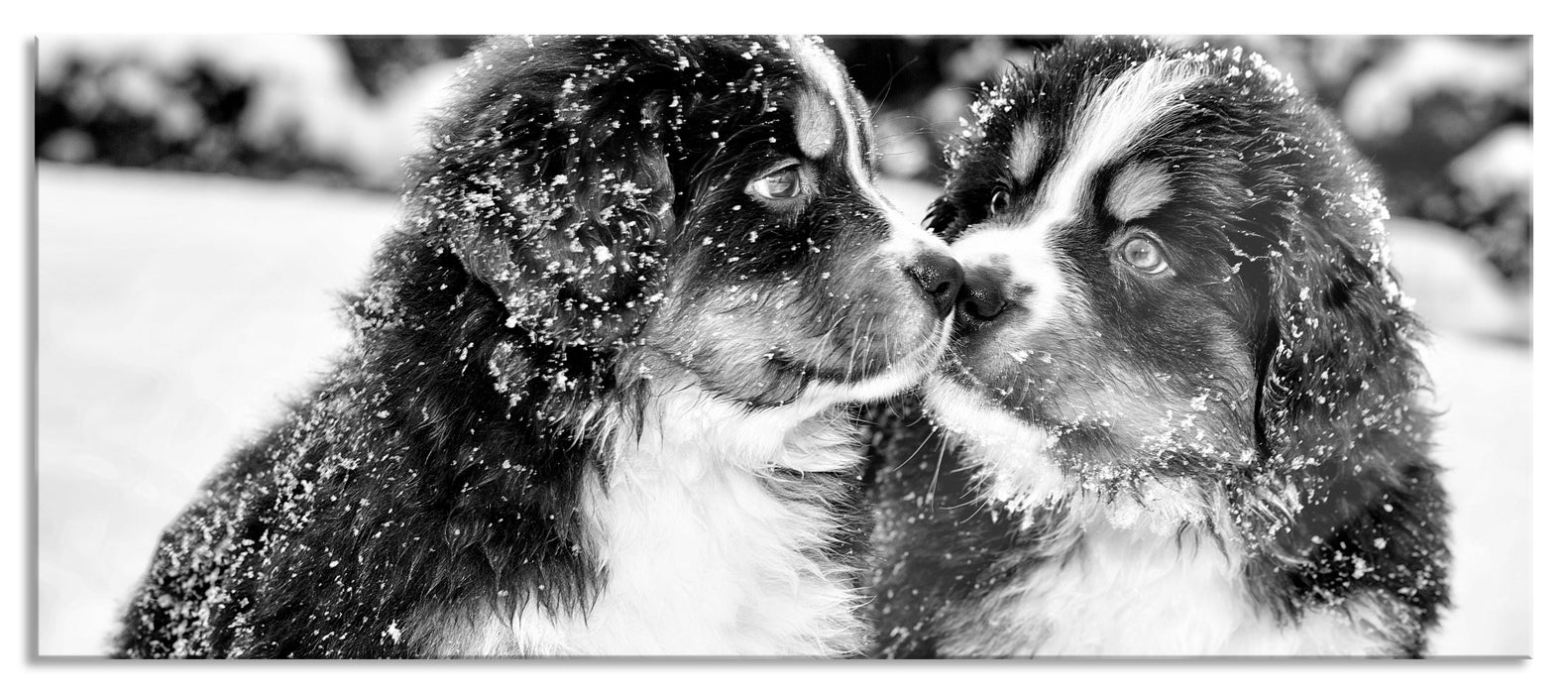 Pixxprint Bernersennen Hunde Welpen, Glasbild Panorama