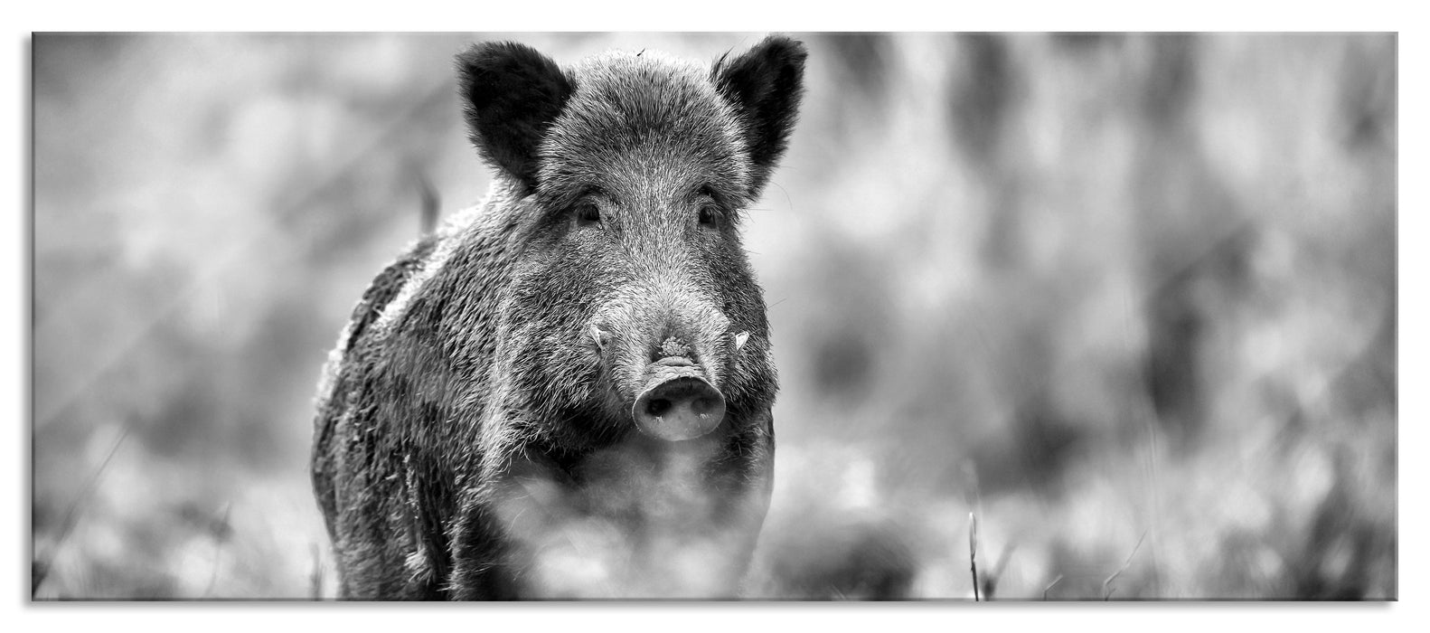 Pixxprint Stolzes Wildschwein im Wald, Glasbild Panorama