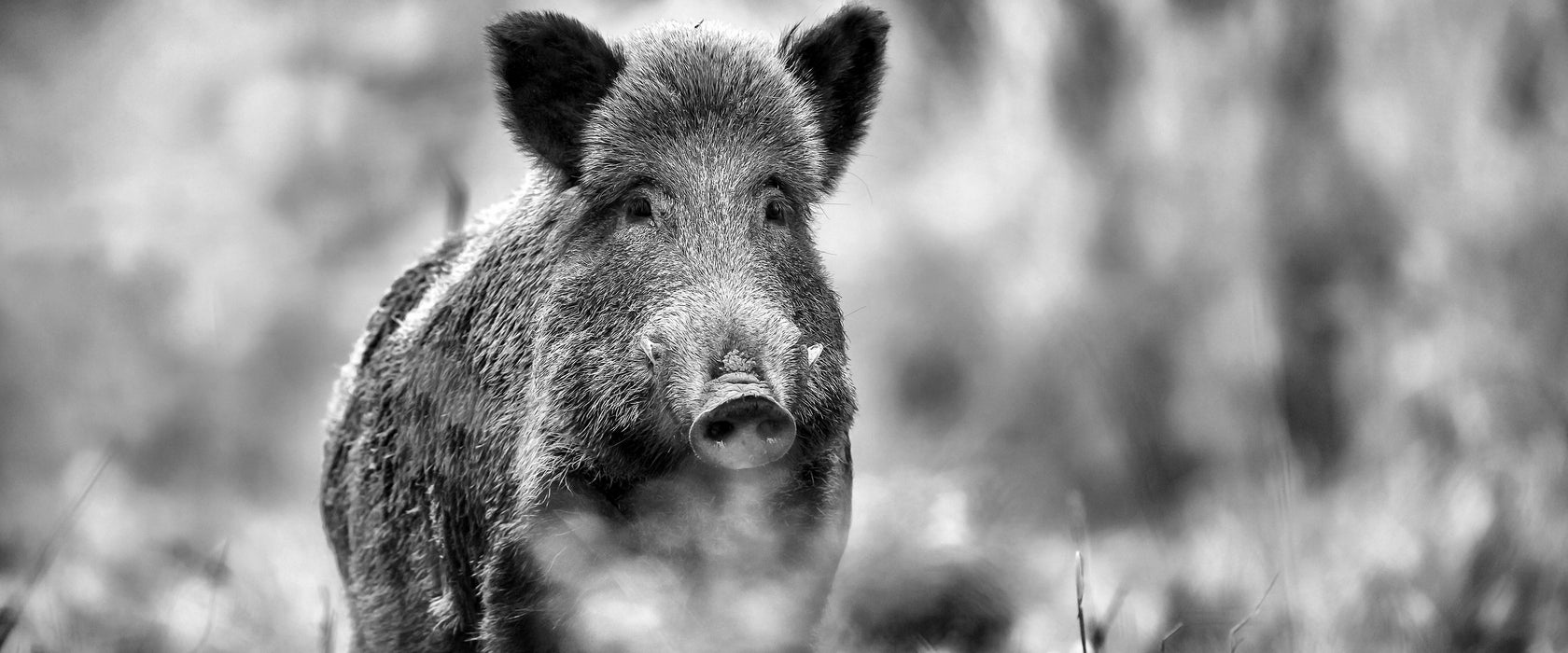 Stolzes Wildschwein im Wald, Glasbild Panorama