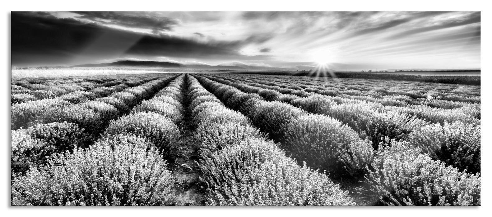 Pixxprint Traumhafte Lavendel Provence, Glasbild Panorama
