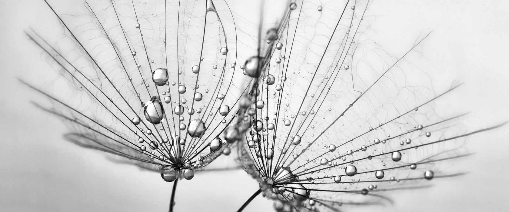 Pusteblumen mit Tautropfen, Glasbild Panorama