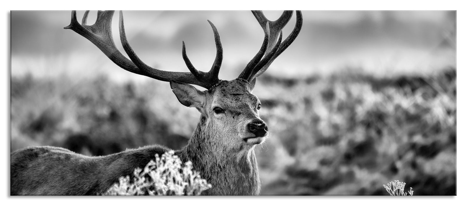 Pixxprint Stolzer Hirsch auf Wiese, Glasbild Panorama