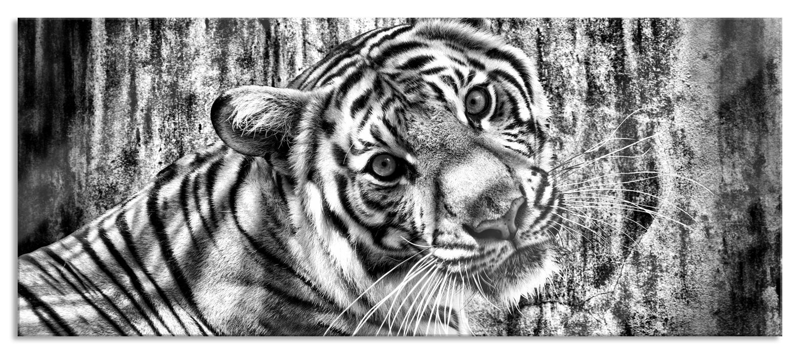 Pixxprint Neugieriger Tiger, Glasbild Panorama