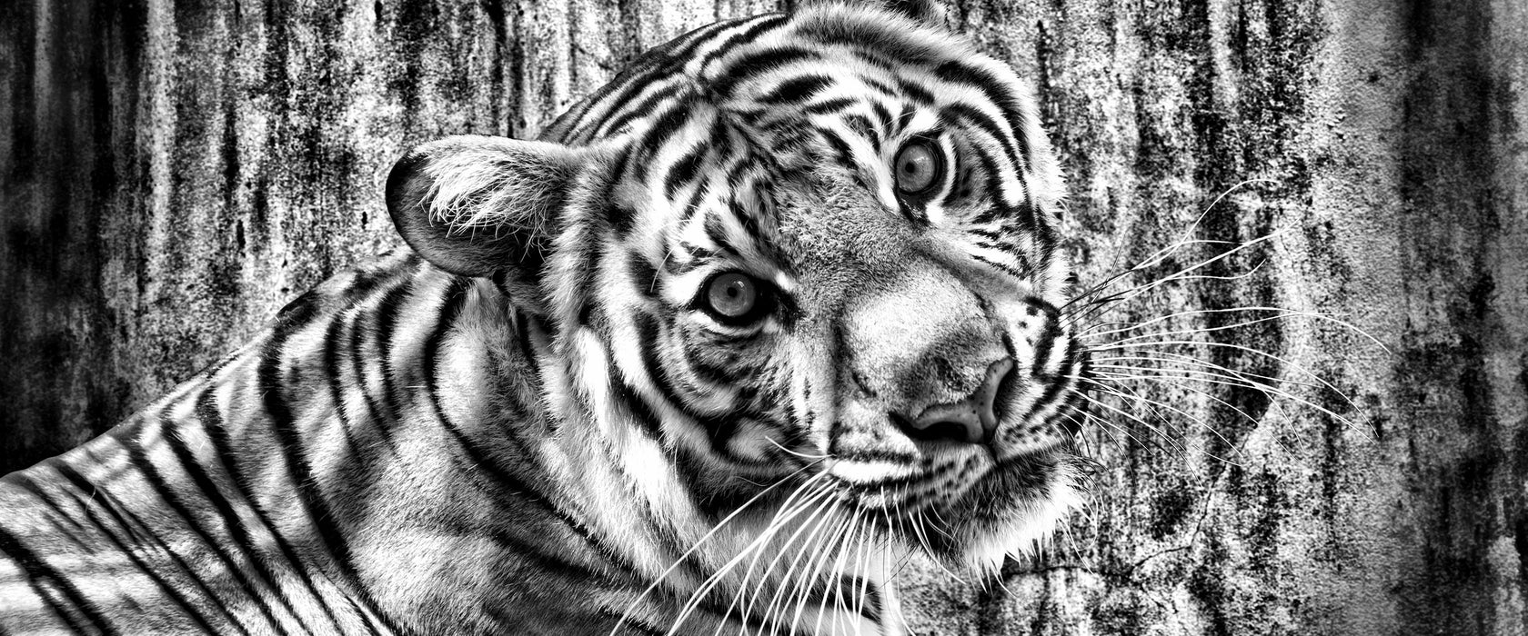 Neugieriger Tiger, Glasbild Panorama