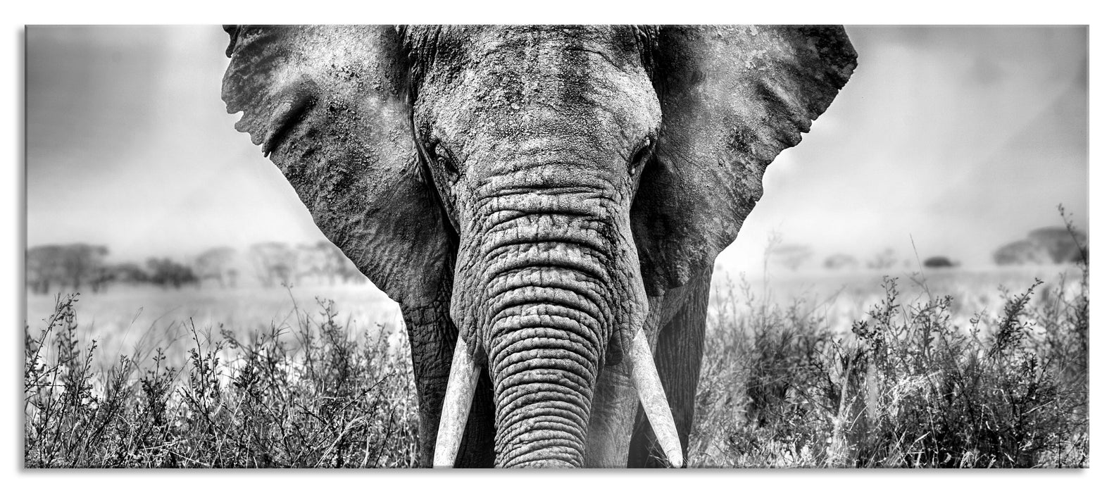 Pixxprint Imposanter Elefant, Glasbild Panorama