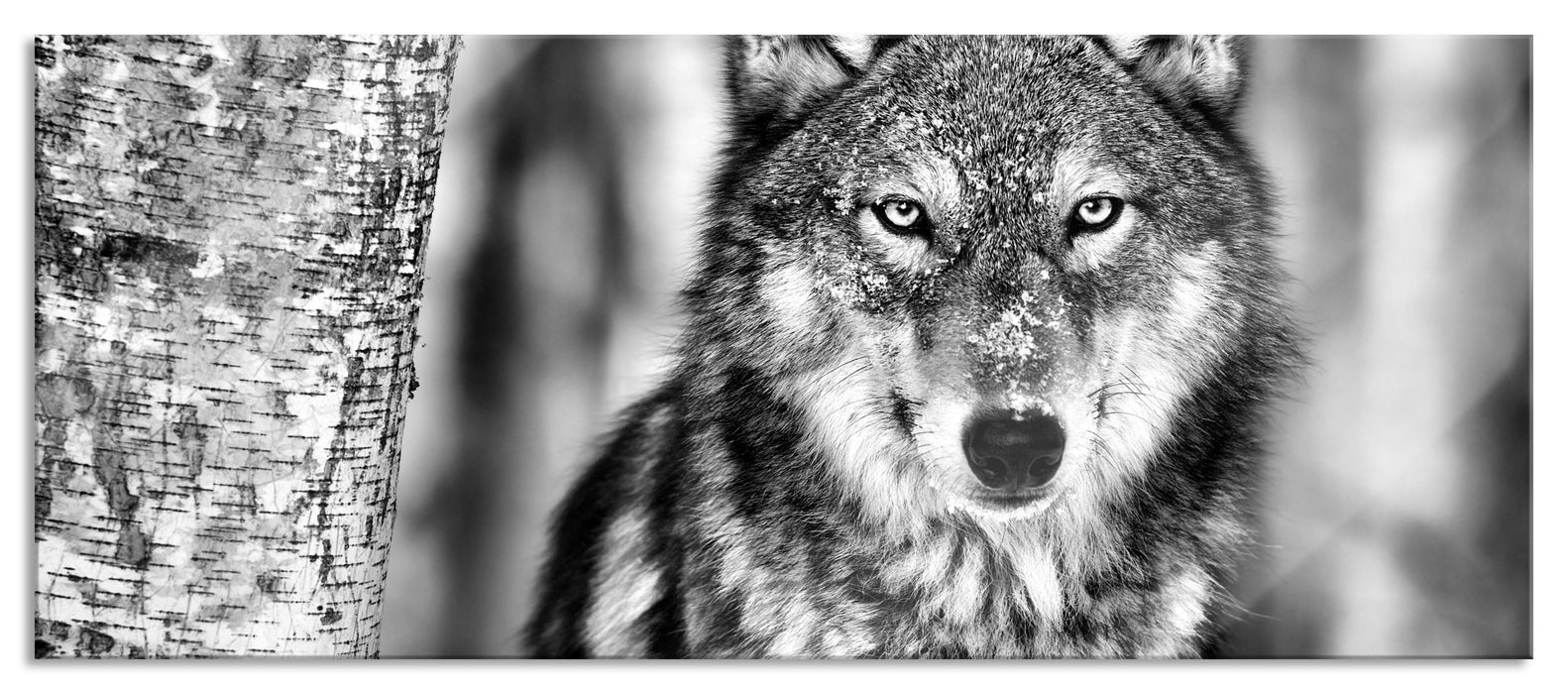 Pixxprint Wachsamer Wolf, Glasbild Panorama