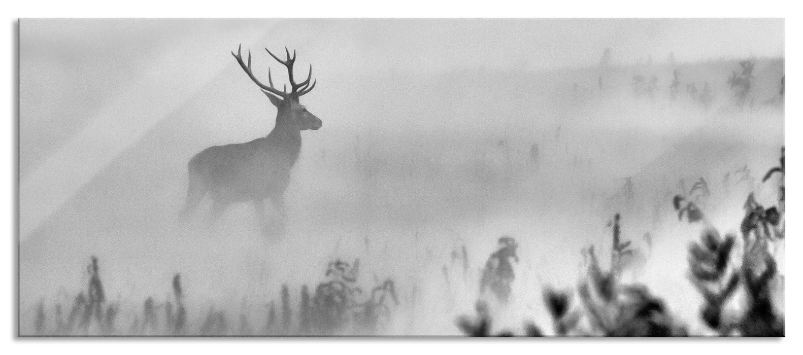 Pixxprint Hirsch im Nebel, Glasbild Panorama