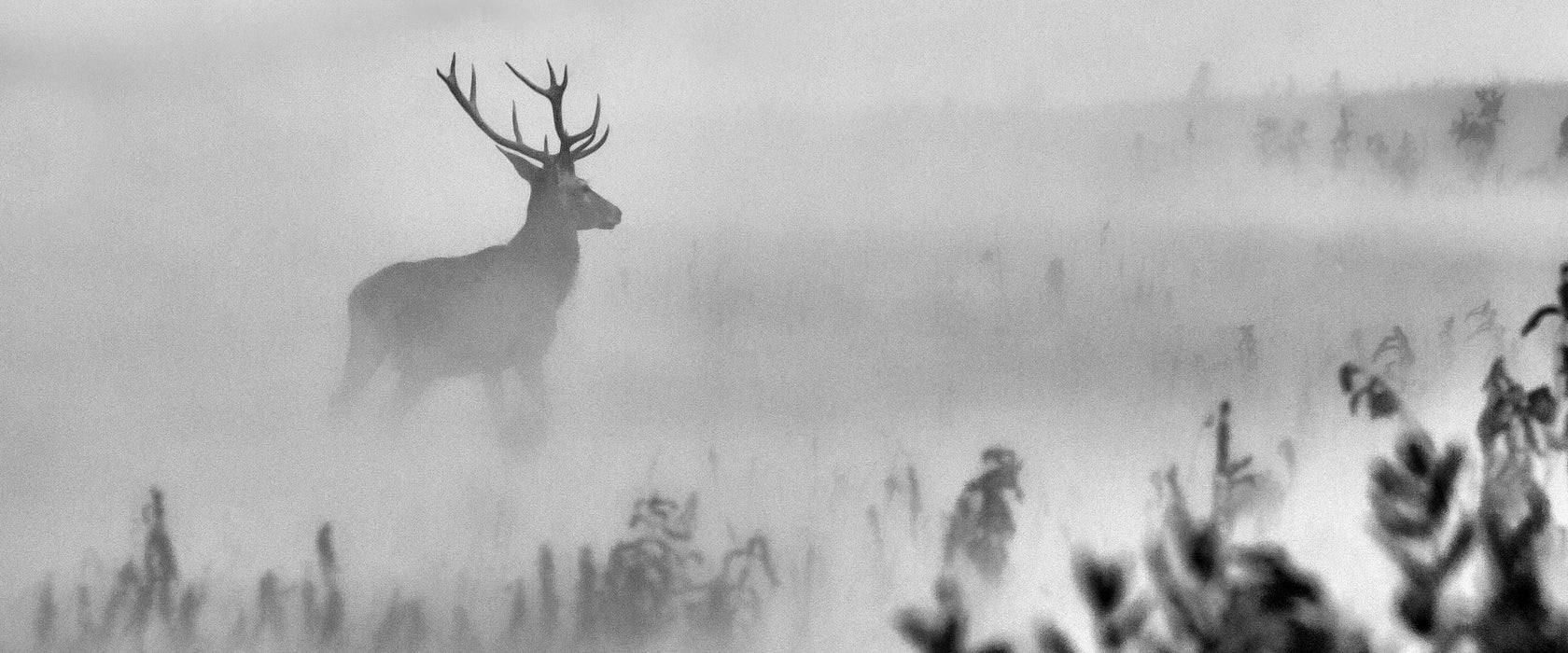 Hirsch im Nebel, Glasbild Panorama