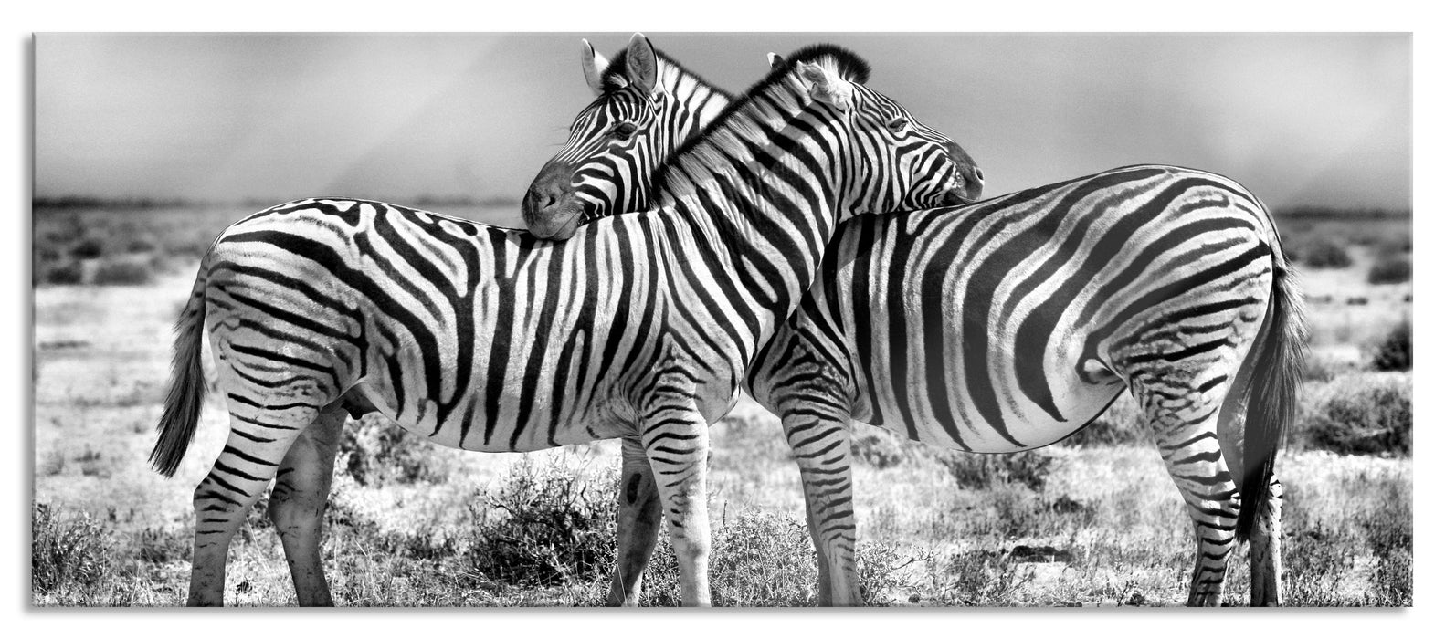 Pixxprint Schmusende Zebras, Glasbild Panorama