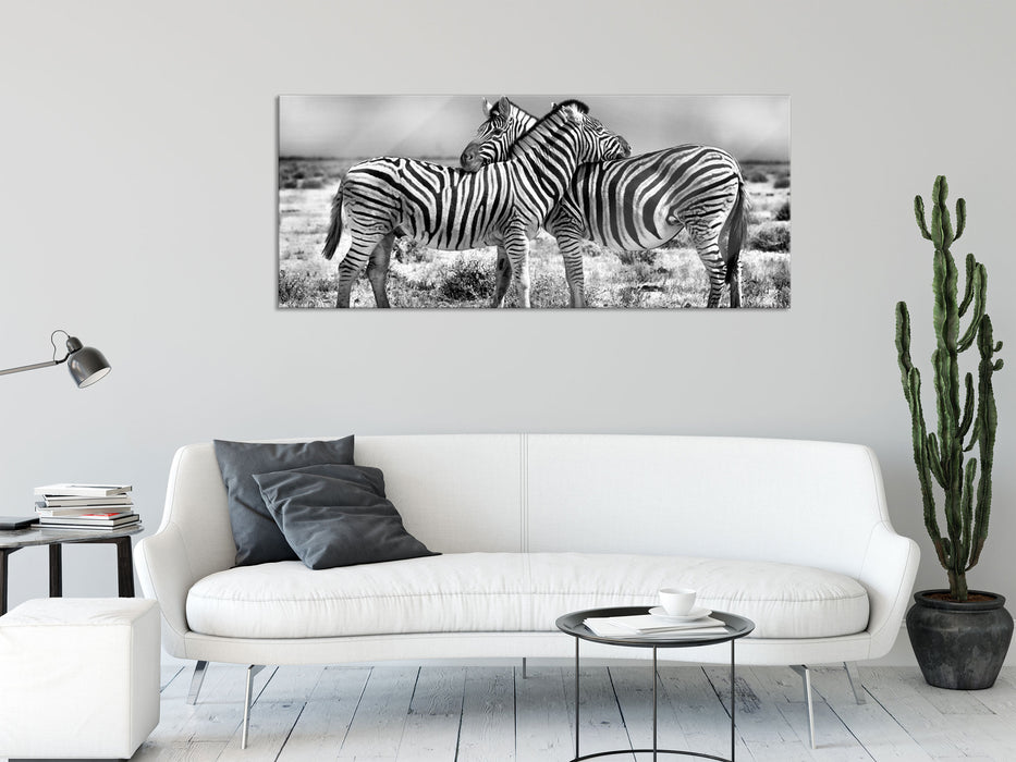 Schmusende Zebras, Glasbild Panorama