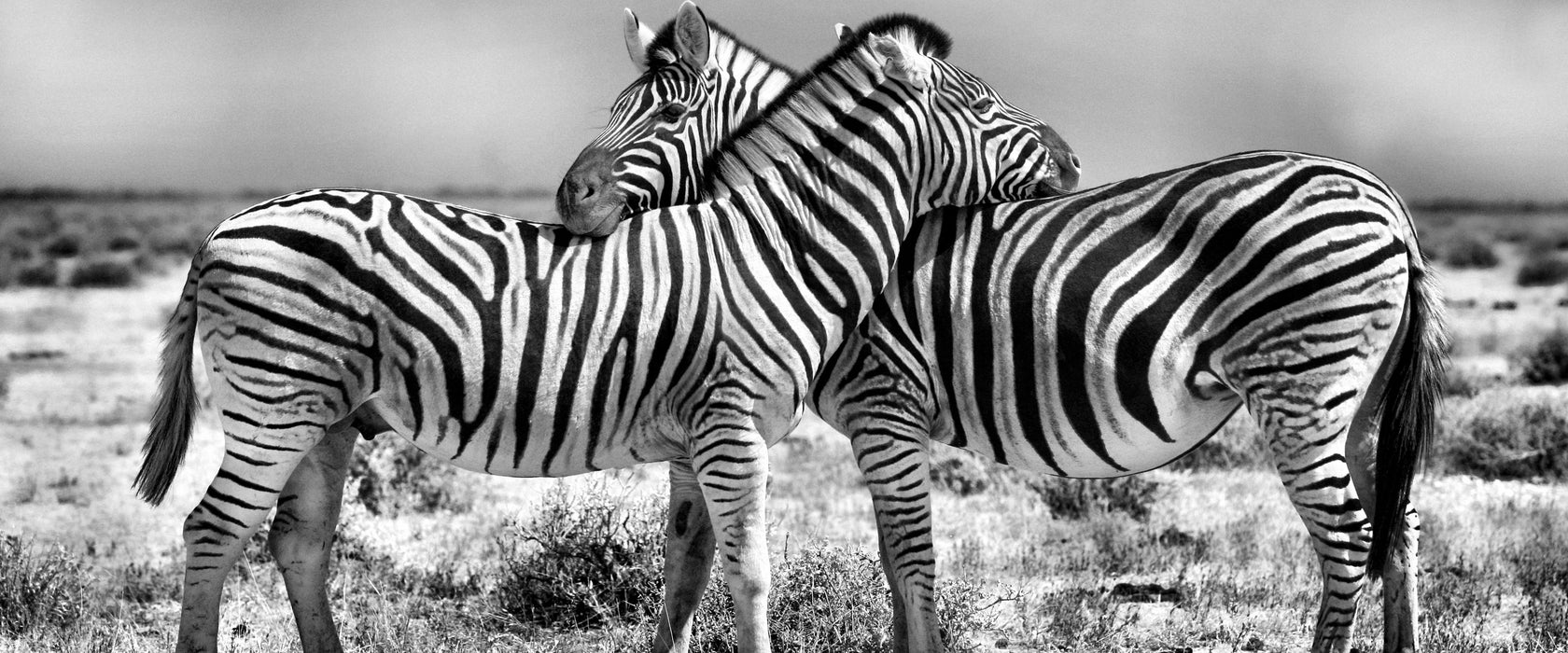 Schmusende Zebras, Glasbild Panorama