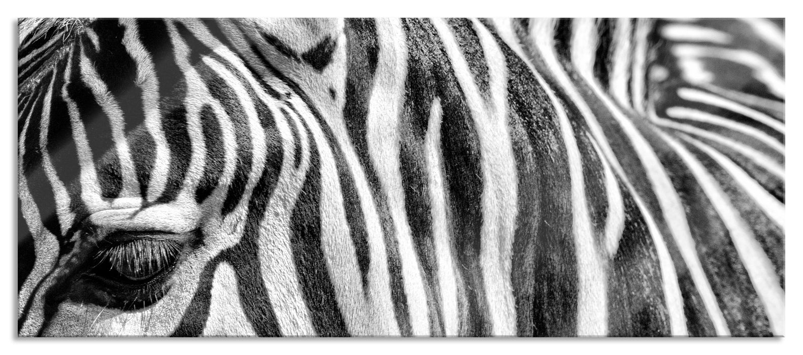 Pixxprint Zebra Porträt, Glasbild Panorama